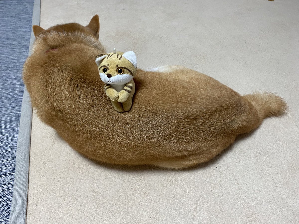 shibasas's tweet photo. 探してます！
すなねこのマスコット
イオンモール利府店南館で迷子になってます🐈
見つけた方、インフォメーションまでお願いします🥺🙏 https://t.co/U2tdHIRuB4