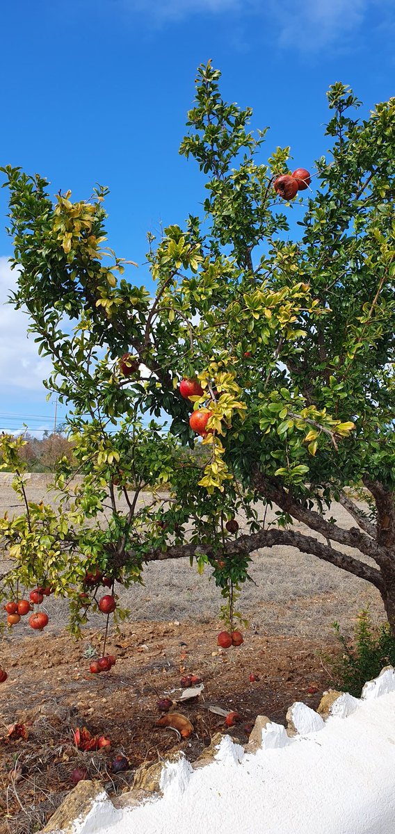 HelloSnikkit's tweet photo. Pomegranates, I have never seen a Pomegranate on the tree before. 
https://t.co/XRFAF6TmmW for travellers more than tourists. https://t.co/c5uR5fd2Co
