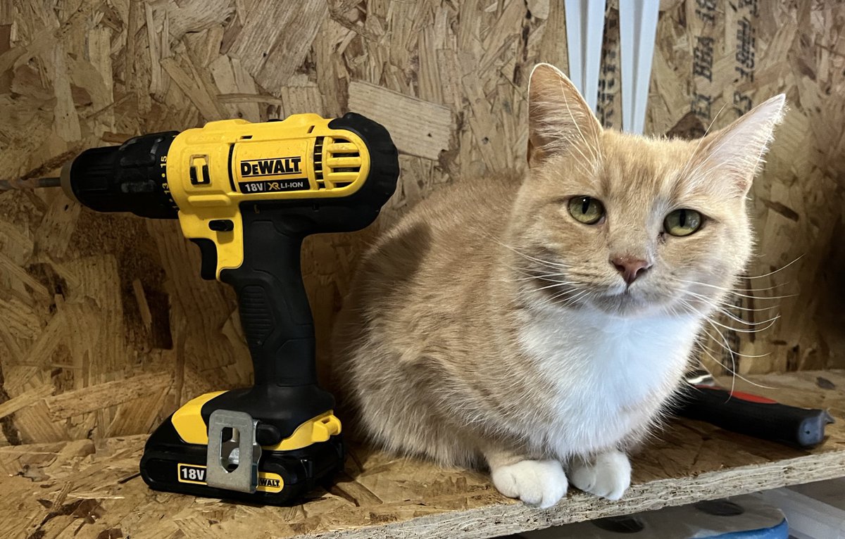 erics_escapades's tweet photo. Happy Caturday all, weather still poor. Luckily dad has recruited me for indoor diy duties, always happy to help 🧡😻🧡 #catsoftwitter #CatsOfX #adoptdontshop #CatsLover #catsprotection #rescuecat #bemoreeric #Caturday https://t.co/ljY59p4mvH