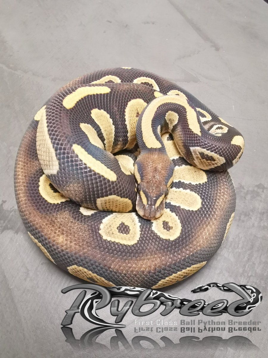 Pybreed1's tweet image. Hypo Black Head Desert Ghost
#ballpython #ballpythons #pythonregius #snakes #snek #Snake #royalpython #königspython #desertghostballpython #reptilian #reptile #reptiles #schlange #terrariafanart #animal #animals #animallover #AnimalCrossing #pets #球蟒 #볼파 #볼파이톤 #볼파이쏜