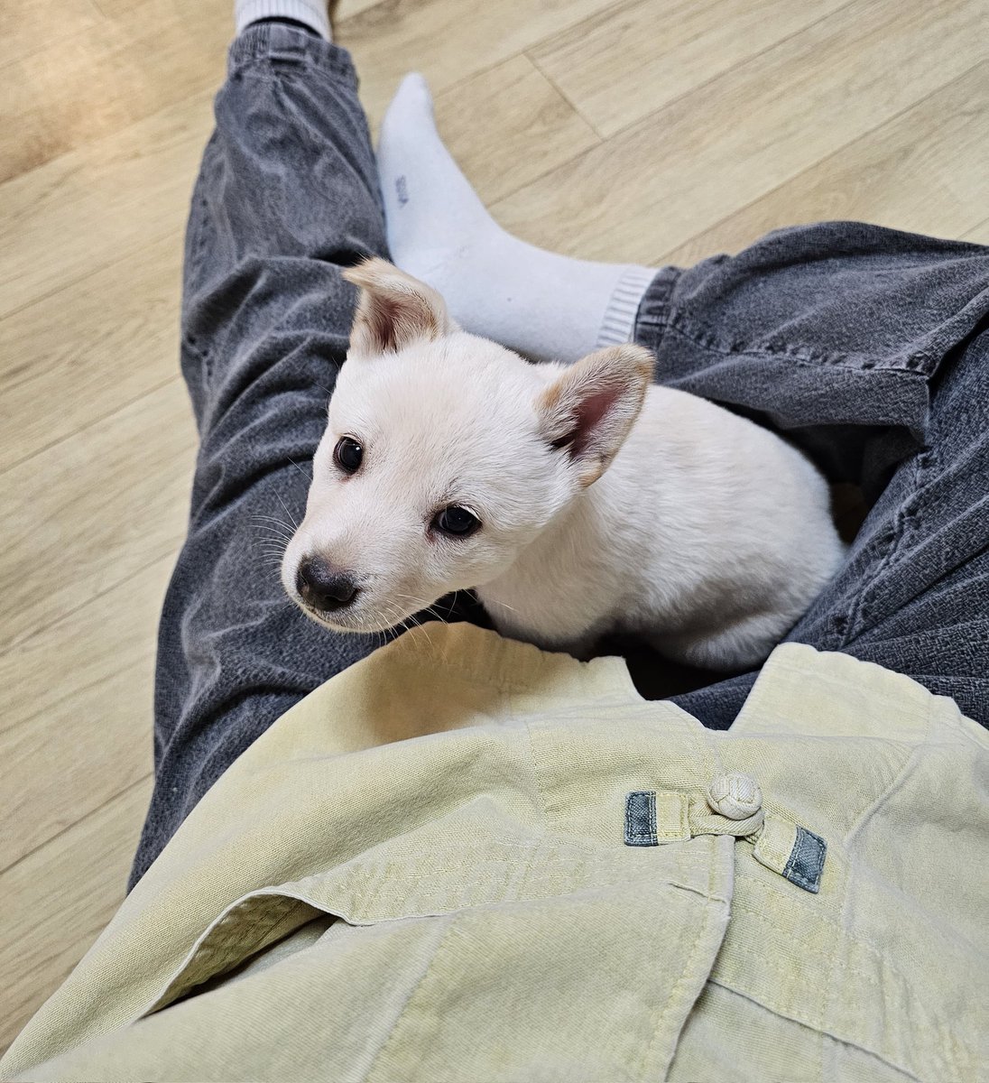 얘들아 나 템플스테이 왔는데
스님이 냅다 방에 강아지 넣어주심
복지 미쳤음