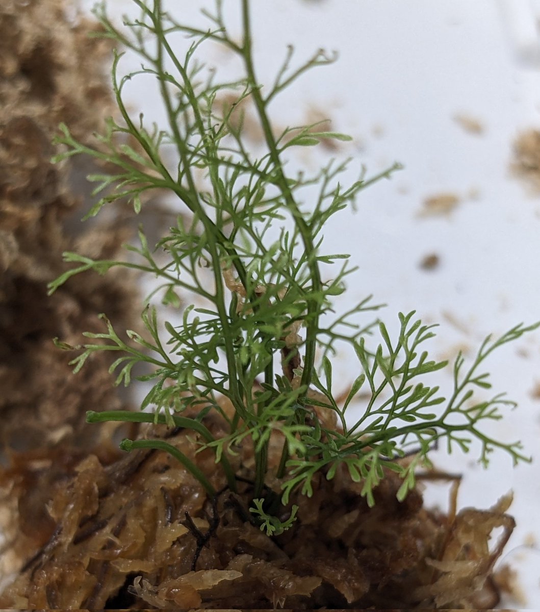 SouEbi_SeaSand's tweet image. アスプレニウム【KSB】

美しい✨