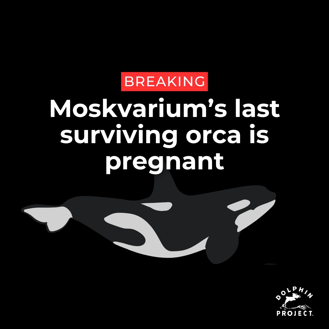 BREAKING:
Following the deaths of two of their three captive orcas, Moskvarium has announced that their last remaining orca named Naya (formerly known as Juliet) is pregnant.
Learn more about Moskvarium and help spread the word: bit.ly/3dlip4o
#DolphinProject
