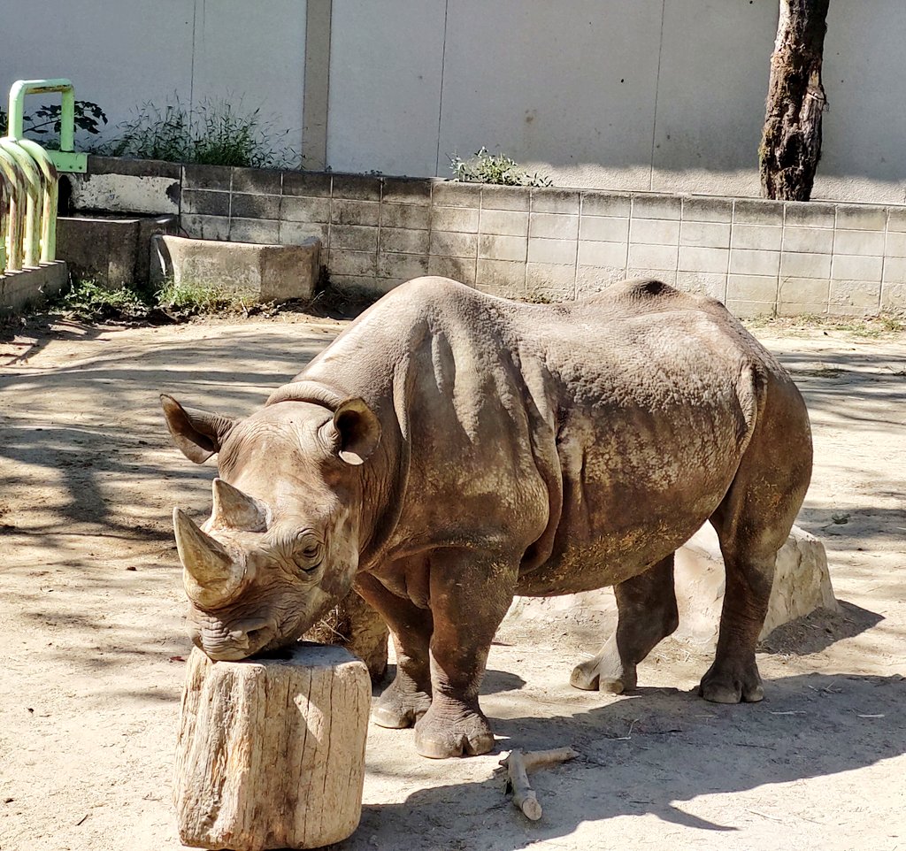 「ビントロングちゃん今回はこっちを見てくれてたコロンビアクロクモザル、目が青かった」|コメんぬのイラスト