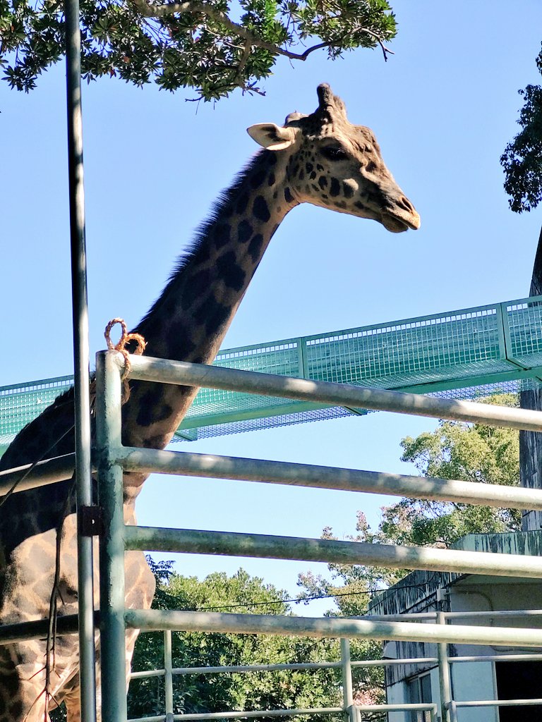 🐘さん、うんちのお掃除をしてもらってる所だったんだけど、掃除してるおっちゃんの手を鼻でフンスフンスして掃除してるの近くで見てて可愛かったな… 