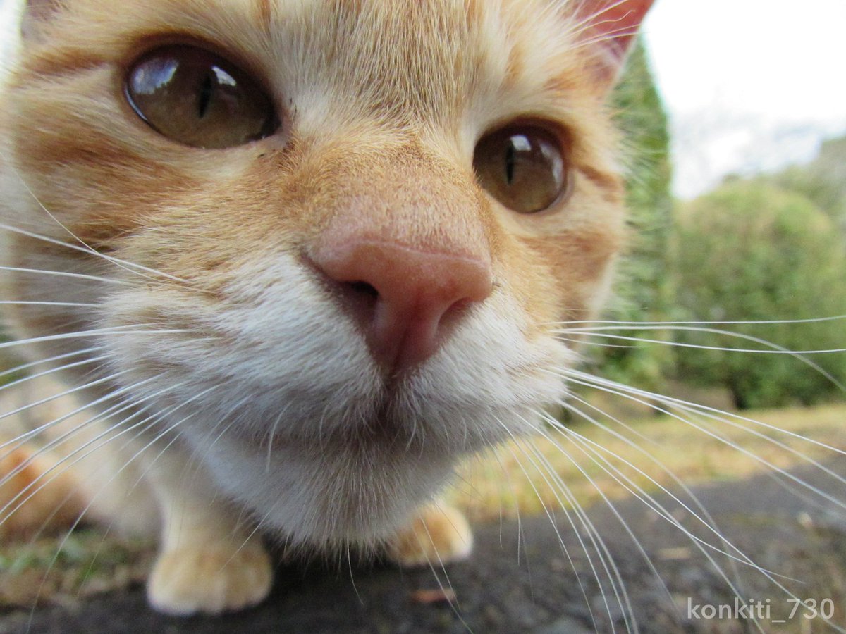 撮影日 2019.2.19
#猫 #ねこ #cat  #僕らの居場所は言わにゃいで