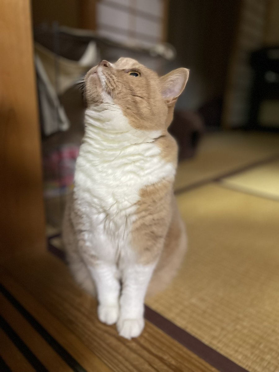 mint_0820's tweet photo. ポートレートモードお試し🤔 https://t.co/K9OKBAQllk