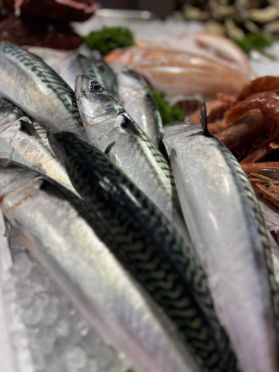 Fresh Mackerel are Beautiful this Morning ,all super fat 
#dayboat 
#inshore
#sustainable