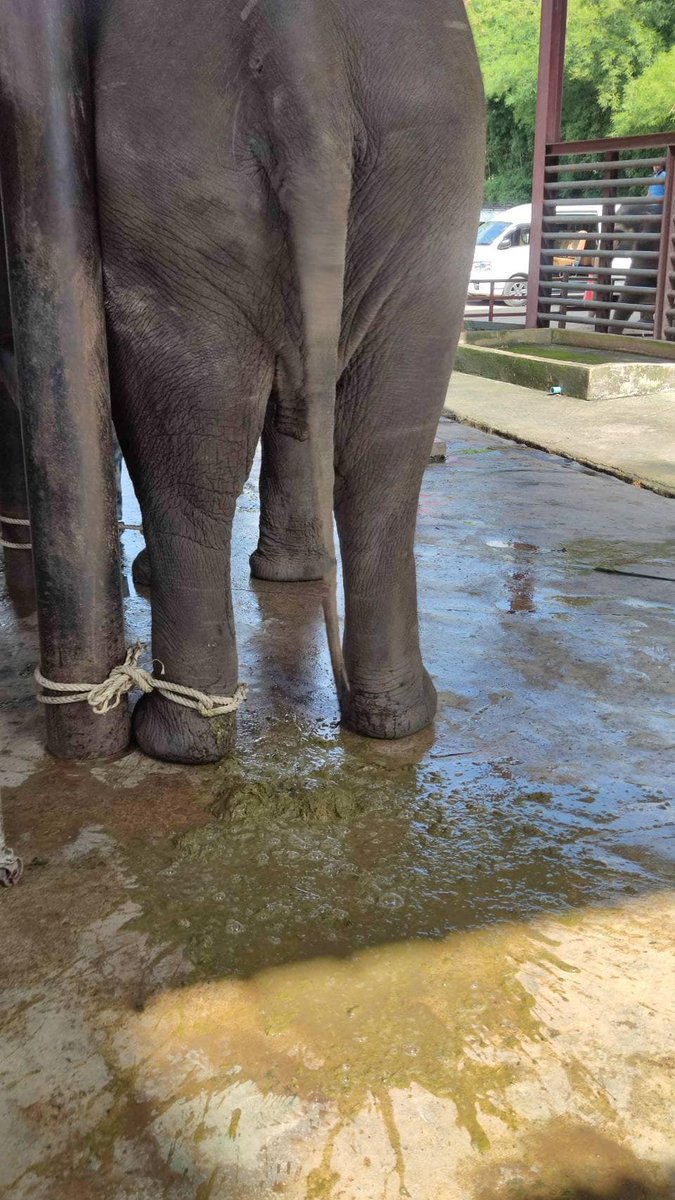 วันนี้ คุณหมอจากคลินิกช้างปางช้างแม่แตง รับบทคุณหมอเด็ก น้องพังฟ้าใส 11 ขวบและ  พลายก้องปฐพี  5 ขวบ จากอ.แม่อาย จ.เชียงใหม่ ขอแวะรับการรักษาเนื่องจากท้องเสีย ช่วง2-3 วันที่ผ่านมาค่ะ🐘✌🏻
#ช่วยช้างถึงช้าง
🙏🏻ขอขอบพระคุณผู้บริจาคทุกท่าน สำหรับค่ายาเวชภัณฑ์และน้ำเกลือในการรักษาช้างค่ะ