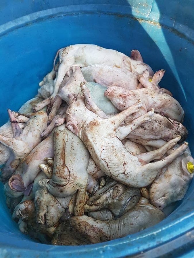 Son_of_Space's tweet photo. Vegans arenβt forcing veganism on you. Theyβre inviting you to awaken from your conditioned callous indifference & wilful ignorance & consider the moral implications of subjecting defenceless individuals to extreme harm & brutal deaths for your nonessential ends
#EndSpeciesism https://t.co/x7TlJI0rut