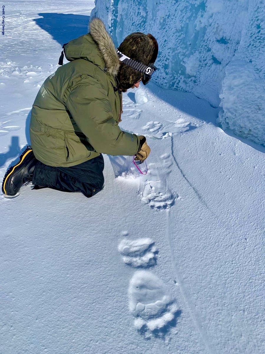 #Arctic #PolarBears

Monitoring polar bears is extremely challenging, but a new method being developed of extracting DNA samples from their paw-prints means individuals can be identified without the invasive disturbance to the bears, the helicopter, dart gun & much of the risk.