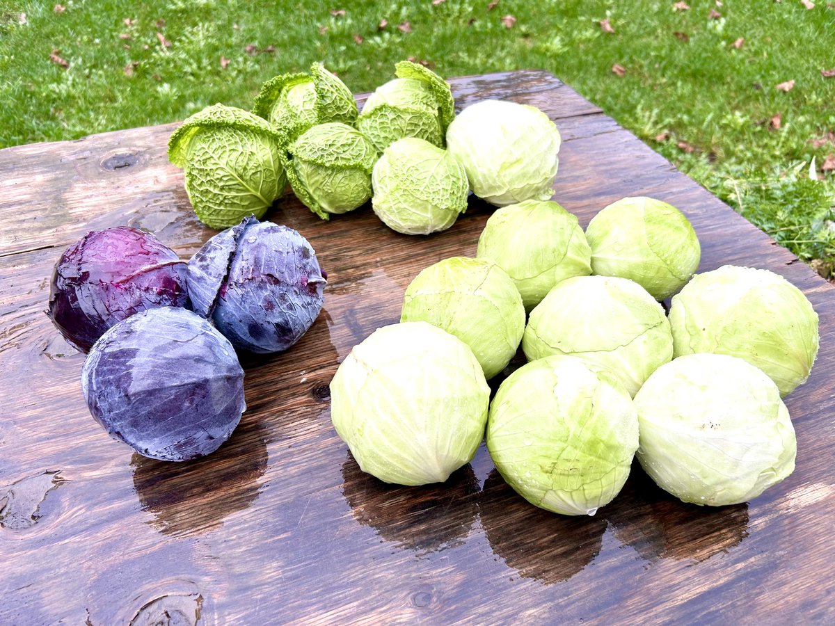 EastRidgeFarms's tweet photo. Nice to have a bit of a break from the rain today for #farmfreshfriday! This week:
#potatoes
#cabbage
#arugula
#parsnips
#beets
#apples
#broccoli
#carvingpumpkins
#sugarpiepumpkins
#wintersquash
#spaghettisquash
#zucchini
#pattypansquash
#carrots
#parsley
#kale
#scallions https://t.co/qBV4IXKmbk
