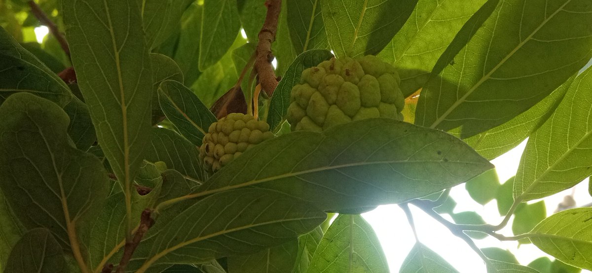 damsonbagri's tweet image. #sarifa #suger_apple
Kitchen garden goals. 
🤣🤣🤣🤣🥰🥰🥰😍