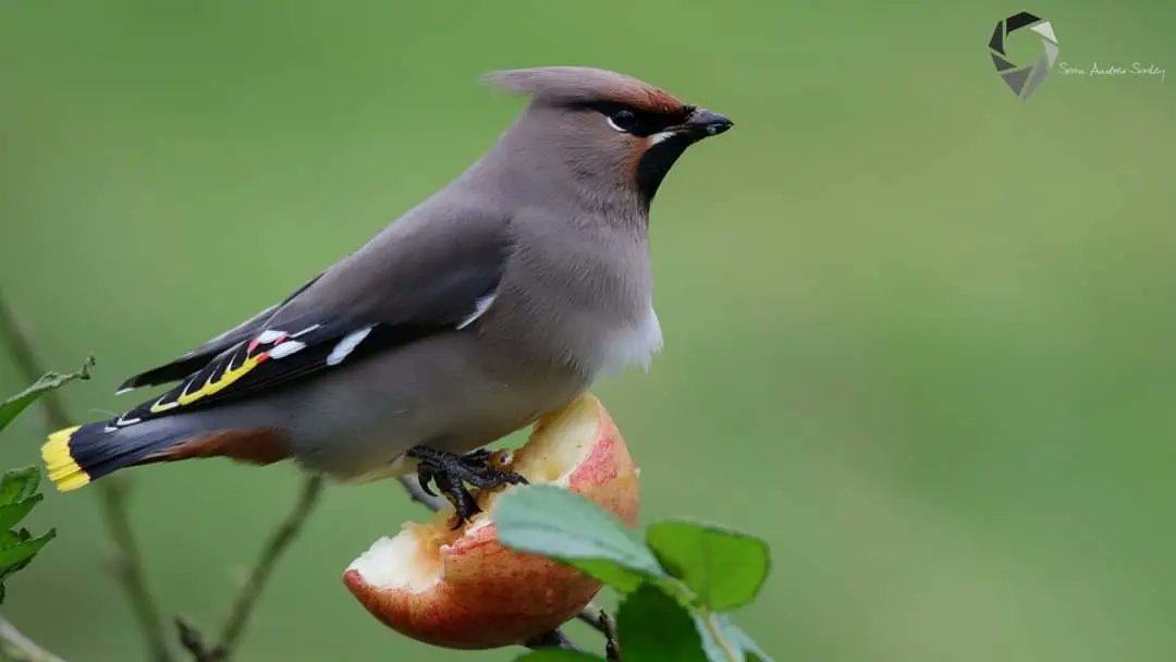 SasleySean's tweet photo. Waxwings (Bombycilla garrulus) https://t.co/nmtcpPsf3q