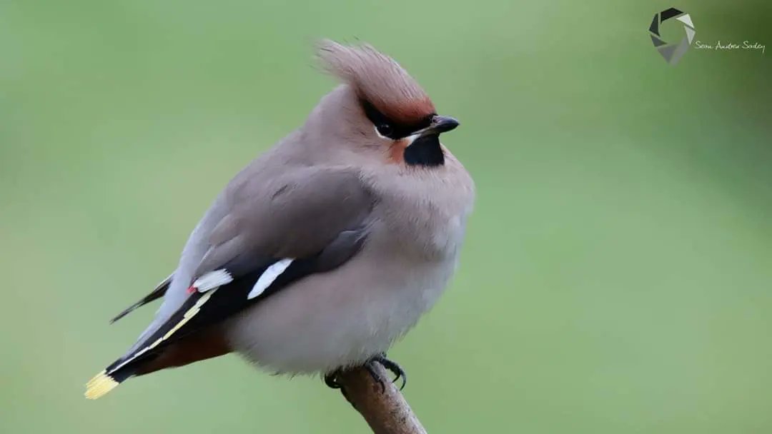 SasleySean's tweet photo. Waxwings (Bombycilla garrulus) https://t.co/nmtcpPsf3q