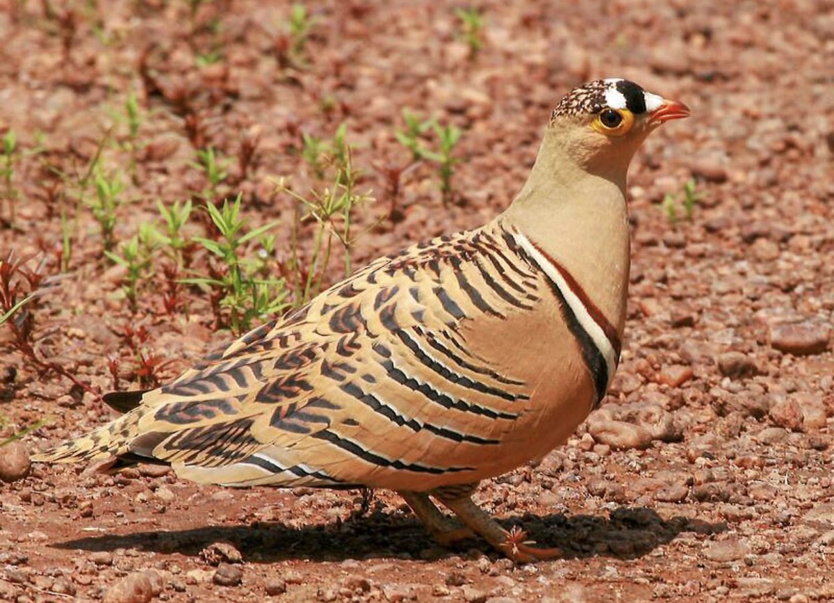jasper_images's tweet photo. A small, short-tailed, intricately marked sandgrouse. The distinctive male has black marks on top of the head and three bands across the underparts. https://t.co/DAq9xA0wCc