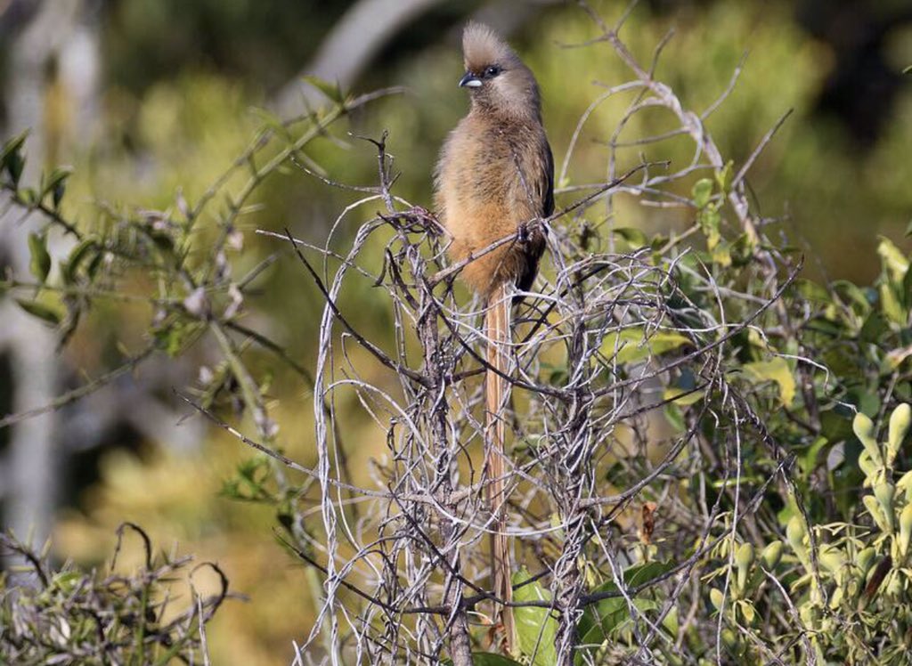jasper_images's tweet photo. A geographically-variable, dumpy-bodied, brownish-gray bird with a long, scruffy tail. Differentiated from other mousebirds by its blackish face and gray-brown crest. https://t.co/hZOaB9pOzl