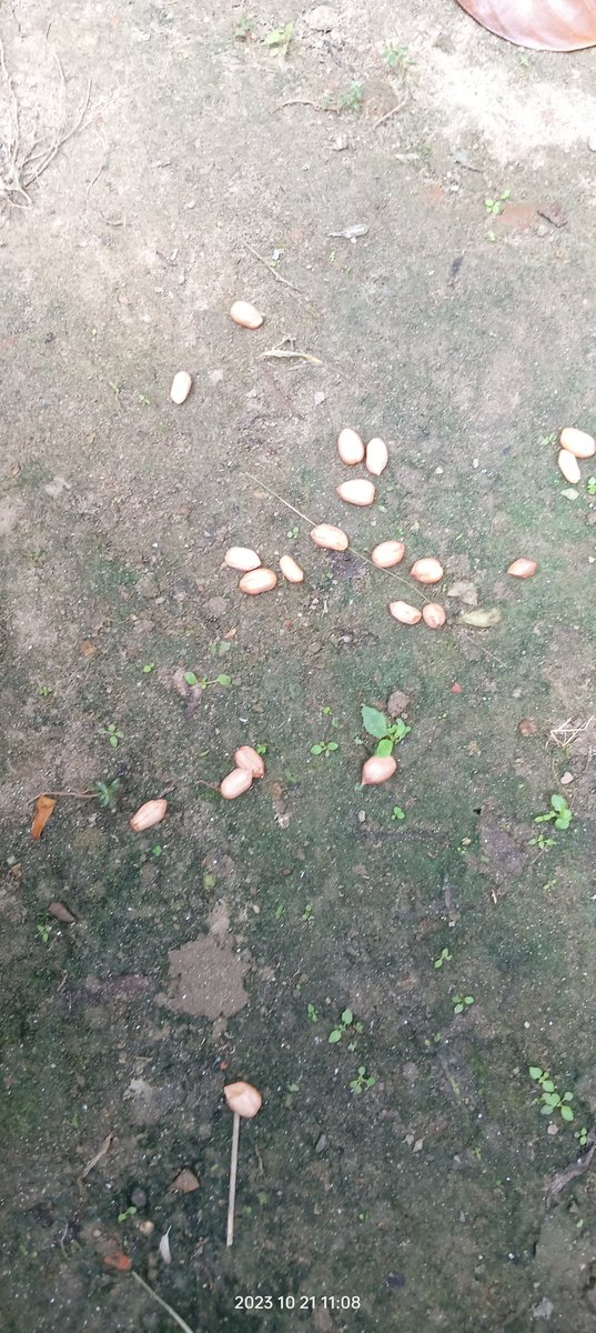 Kept some peanuts for the squirrels.
#GoodMorningIndia
