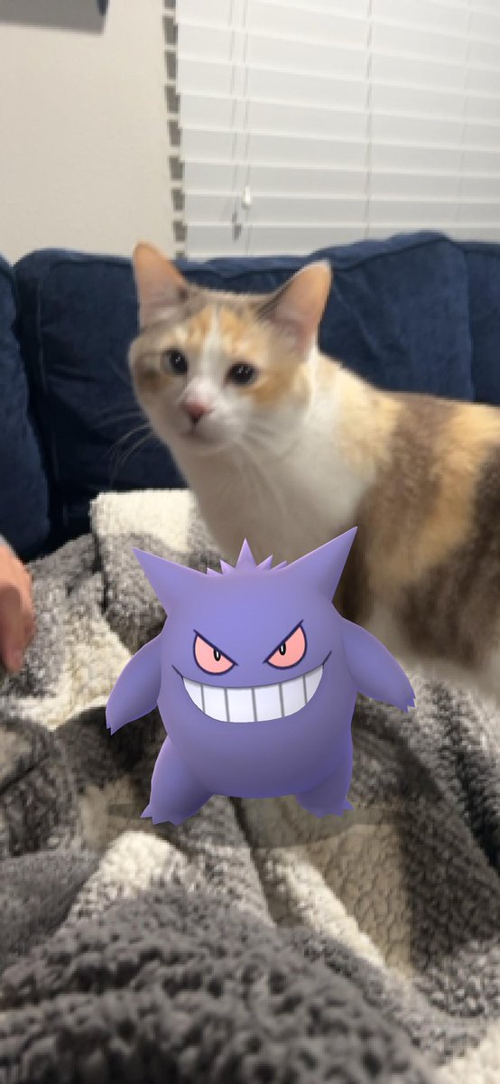 Panko A. Cat’s Mom (@fatfatpankocat) on Twitter photo 