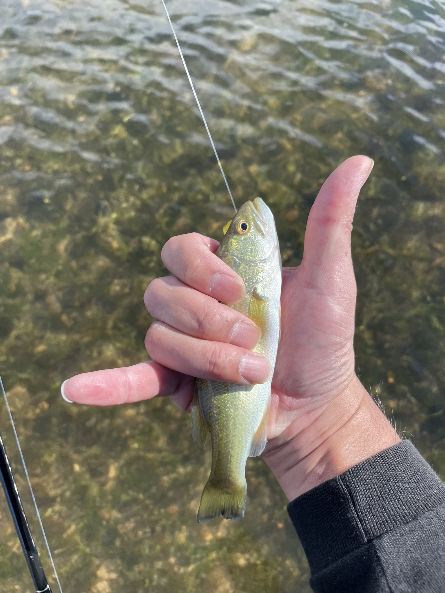 deps ラピッドフッカー デプス サイドワインダー HGCS-63LF ラピッドフッカー deps