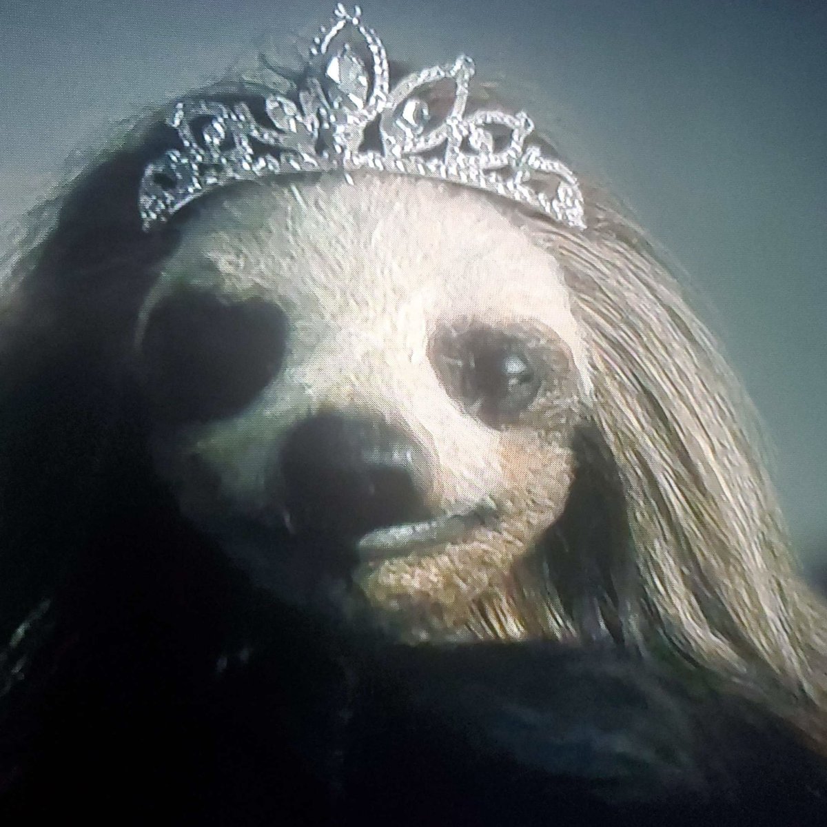 Soooo we watched a movie tonight and it was….something 😂
#Slotherhouse 

Join our discord if you enjoy terrible B horror movies ☺️
discord.gg/M5zdPPyw