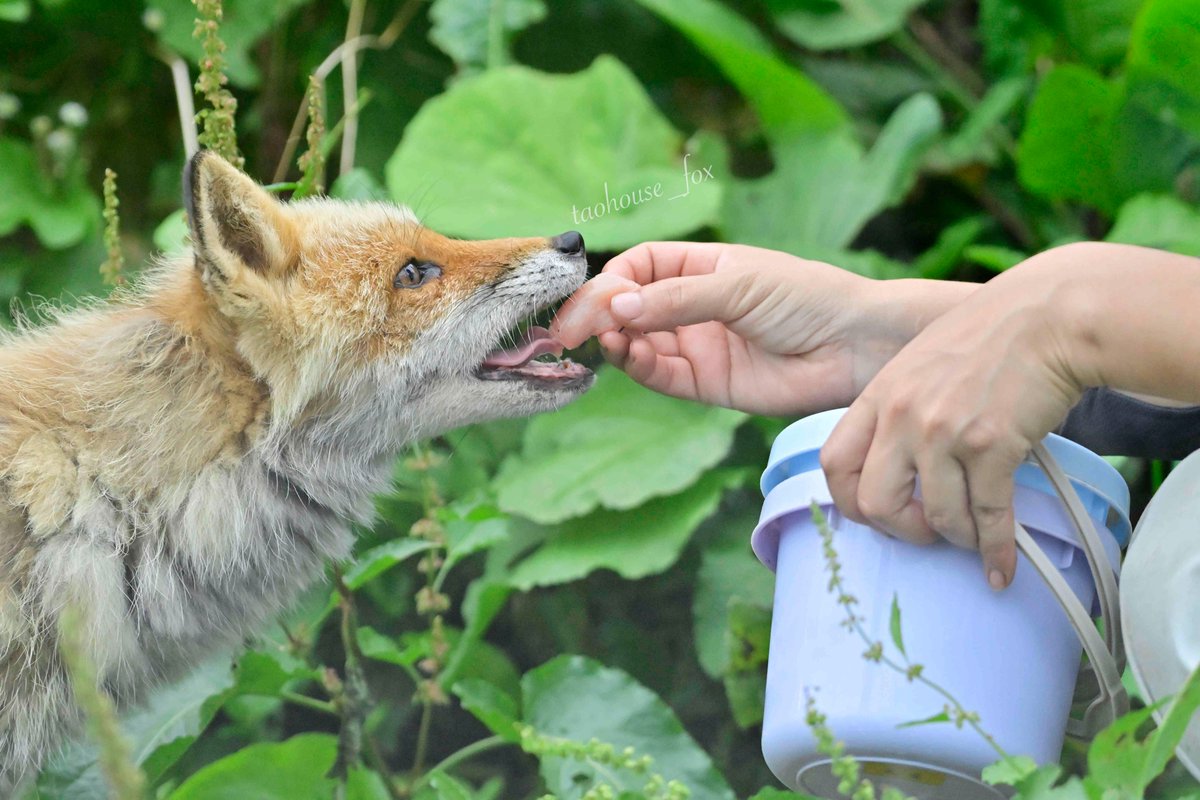 【E：ご当地こんこん】
    おにくも飼育員さんもだいすき💕
 
    （旭山動物園 える♂ ※2023年 死去）
 
 📸2023/08/16
 
    #旭山動物園
    #きつね　#キタキツネ