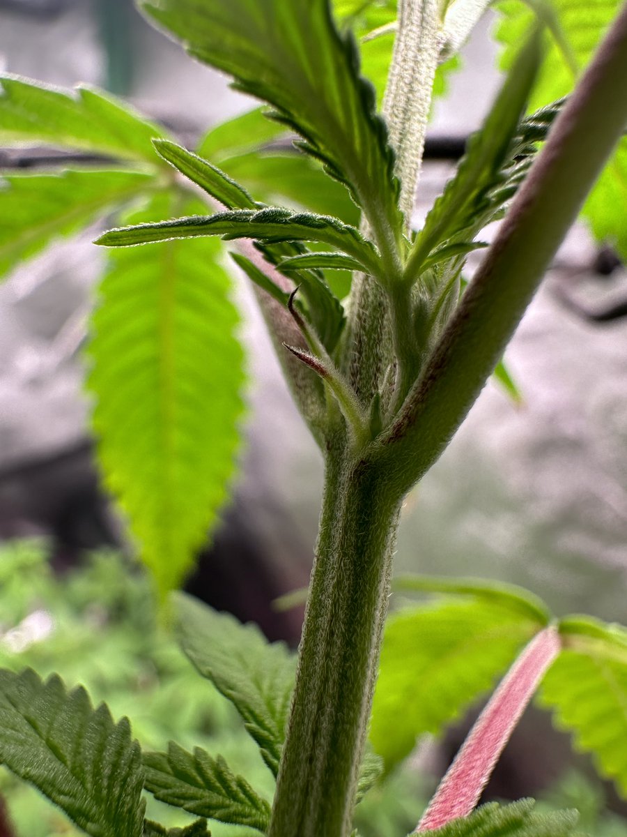gasmanthegascan's tweet photo. Lots of girls in the next hunt. Decisions, decisions… excited the most about Samwise I think #CannaLand #CannabisCommunity #Mmemberville #samoakush #pre98bubba #gasinthedeltapass #livingsoil #samwise https://t.co/Va8fk52igS
