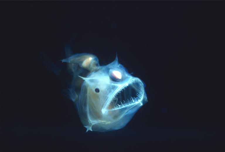 rocksolidfossil's tweet photo. #StrangeFish #WeirdFish #PacificFootballFish #FishWithLantern #DeepSeaFish #DeepWaterFish #FishWithLight
@rocksolidfossil https://t.co/4NcAwQfCAa