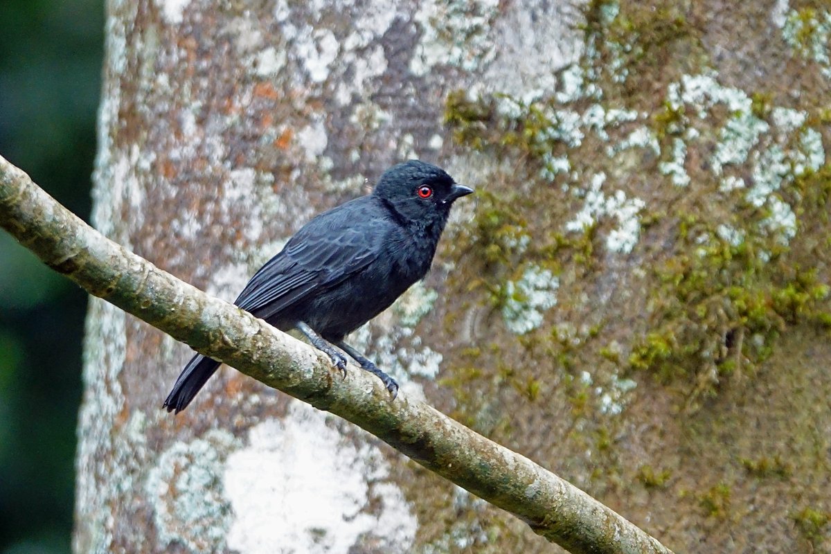 The dusky tit, or Cinereous tit, is another fascinating bird species you can find in Uganda. They are known for their subtle yet beautiful plumage.
✨

📸 @TourismBoardUg
#duskytit #BirdWatchingAdventures #HomeToAfrica #bird #birding #uganda #wildlifephotography #naturelovers