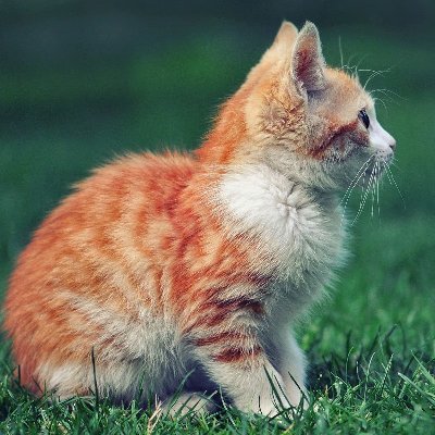 luna lunic tweet media