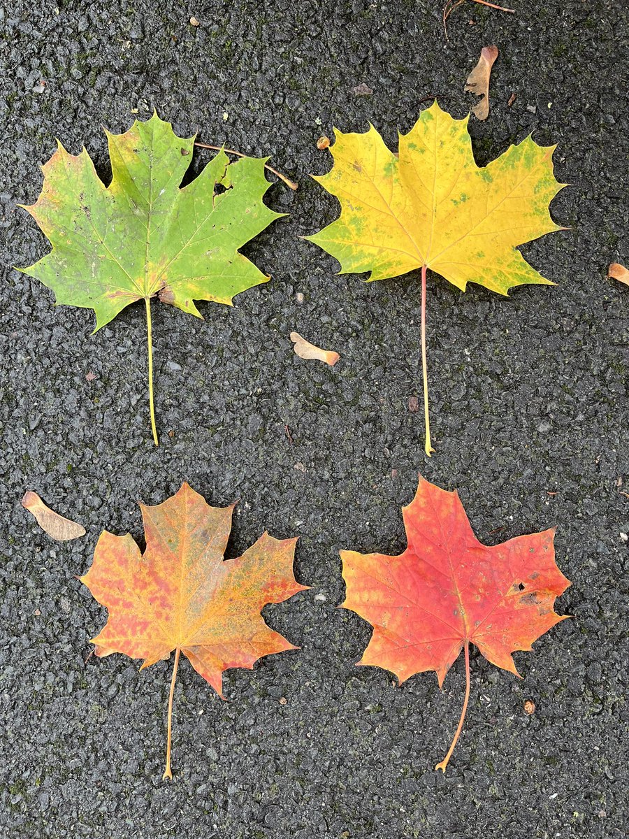 🍁🍂 Ever wondered why leaves change colour in autumn? 🌳🍃 

A. With shorter days + lower temperatures, trees stop producing chlorophyll. This reveals other pigments like carotenoids (yellow/orange) and anthocyanins (red/purple). Nature's vibrant artistry! 🌈 #Autumnwatch