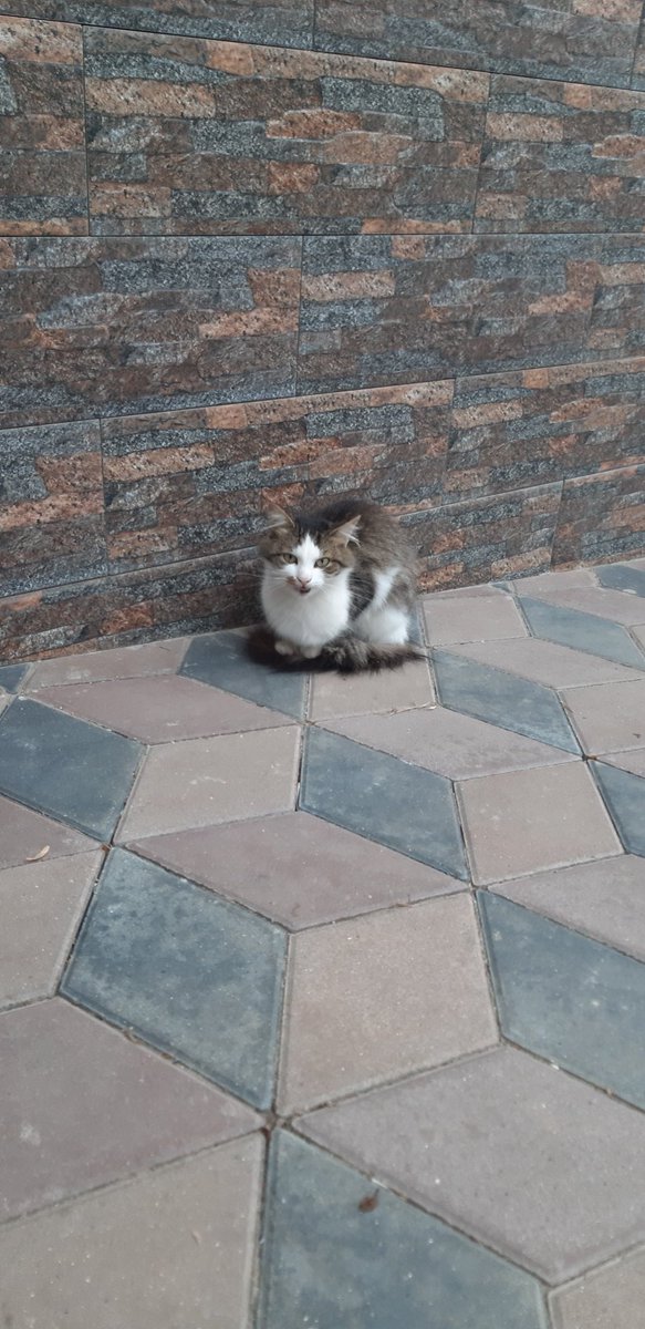 Taetaeisbae3's tweet photo. @AMAZlNGNATURE My cat did this too once 🥹 https://t.co/psbO6DCHVs