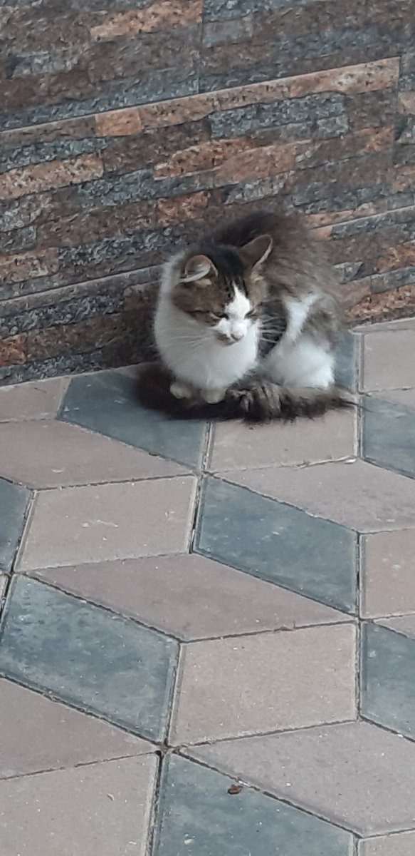 Taetaeisbae3's tweet photo. @AMAZlNGNATURE My cat did this too once 🥹 https://t.co/psbO6DCHVs