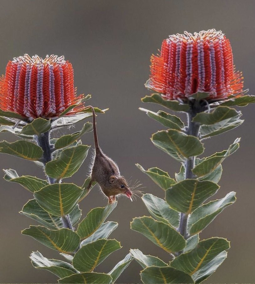 Shannon🐇 (@hvact3ch) on Twitter photo 