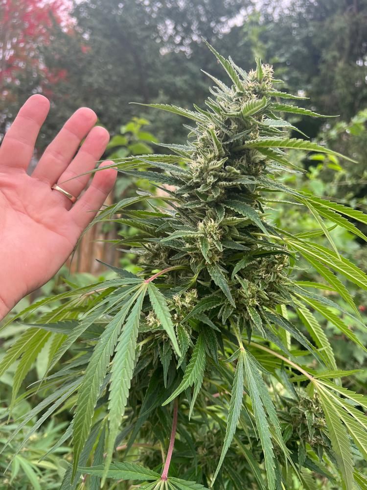 cana_kush's tweet photo. Great seeds, had 3 out of 10 not germinate, but that’s life. Easy to grow a a crazy yield.
 https://t.co/7trrqKygv8 https://t.co/OfsTMXwyqc