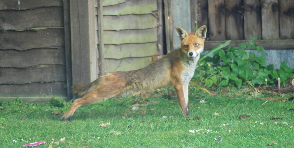 The longest #FoxOfTheDay yet ? Thank you <a href="/AndyMil16696887/">Andy Miller</a> for sharing