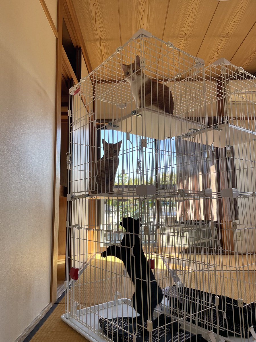 123Mocch's tweet photo. @startline75 ねこ https://t.co/c3IRarkU4u