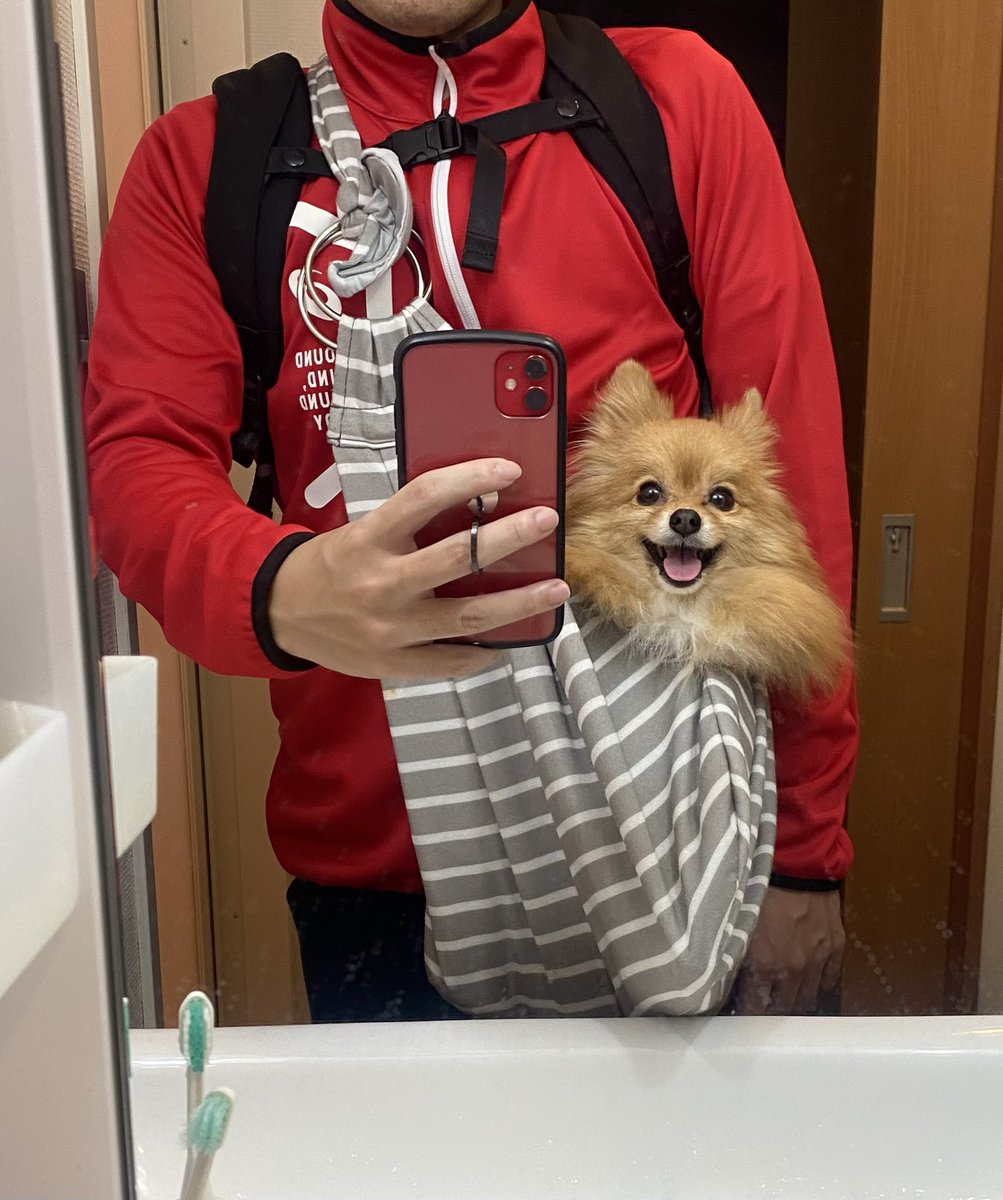 PomeraniRan's tweet photo. let's go get some air
#dog #doglife #doglovers #dogsoftwitter #pom #pomeranian #chien #perro #ポメラニアン #犬のいる暮らし https://t.co/lRJHnOvfxD