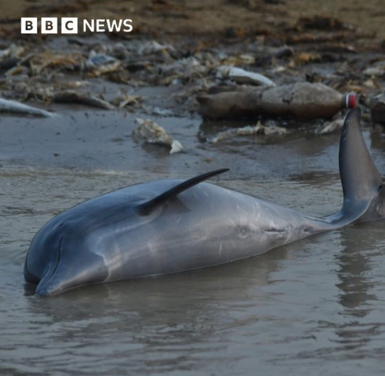 Dr. Serge Zaka (Dr. Zarge) tweet media