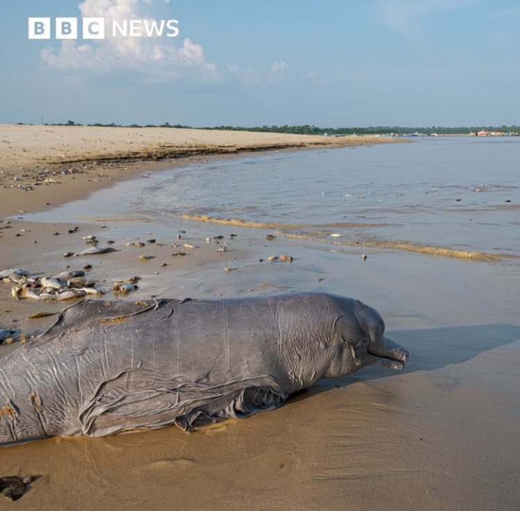 Dr. Serge Zaka (Dr. Zarge) tweet media