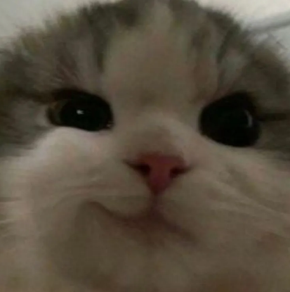 Cat.eth tweet media