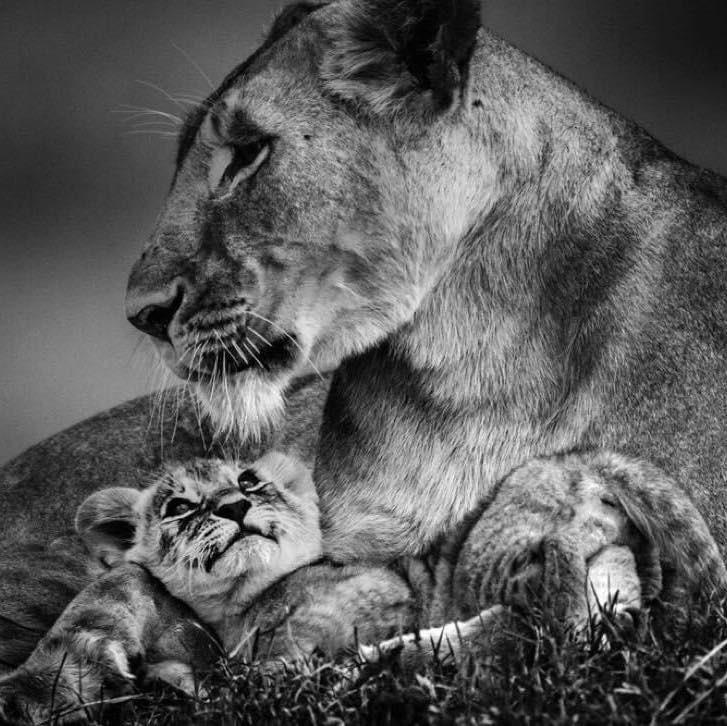 laurentbaheux's tweet photo. La Terre est peuplée de nombreuses espèces vivantes, animales, végétales ou bactériennes. Jusqu’à maintenant, l’exploration d’autres planètes par les sondes et les satellites n’a pas permis de montrer qu’une forme de vie existait ailleurs que sur Terre.
Ce seul constat scientifique qu’on nous apprend dans le programme de SVT dès la classe de 6eme, ce caractère unique devrait suffire à éveiller, à insuffler, à  susciter en chacun de nous pendant toute notre existence, notre passage sur terre, si ce n’est l’émerveillement, du moins le respect du vivant sous toutes ses formes 
Le miracle que représente l’improbable convergence des conditions indispensables à la naissance de la vie et à sa perpétuation aurait dû nous pousser à sacraliser la nature, à sanctuariser notre jardin d’eden comme le font encore les ultimes survivants des peuples premiers.
Mais des têtes pensantes à l’ambition démesurée nous ont poussé sur le chemin de la déraison, érigeant en modèle de société progressiste l’exploitation sans limite, le pillage et la destruction massive du vivant… Nous faisant perdre de vue que ce vivant était notre unique refuge, notre seul jardin nourricier, notre seul tout…
Aujourd’hui, Nous ne pouvons plus réfléchir à notre manière de penser le monde et de l’habiter sans prendre en considération les animaux non humains avec lesquels nous avons un intérêt commun et prioritaire : protéger les écosystèmes dont nous dépendons tous
https://t.co/tJhUBMeuuU