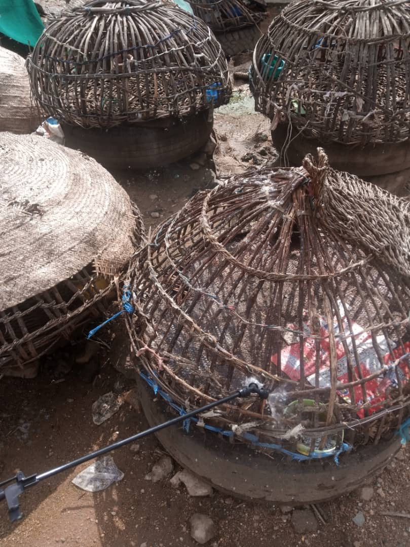 OgunServices's tweet photo. Earlier this month, the Rapid Response Team of the Department of Veterinary Services Ministry of Agriculture Ogun State decontaminated Live bird markets across the State in a bid to tackling the issue of poultry Disease outbreaks. @nvrivom @WOAH @FAONigeria #AvianInfluenza #ogsg https://t.co/cvnCceXuwl