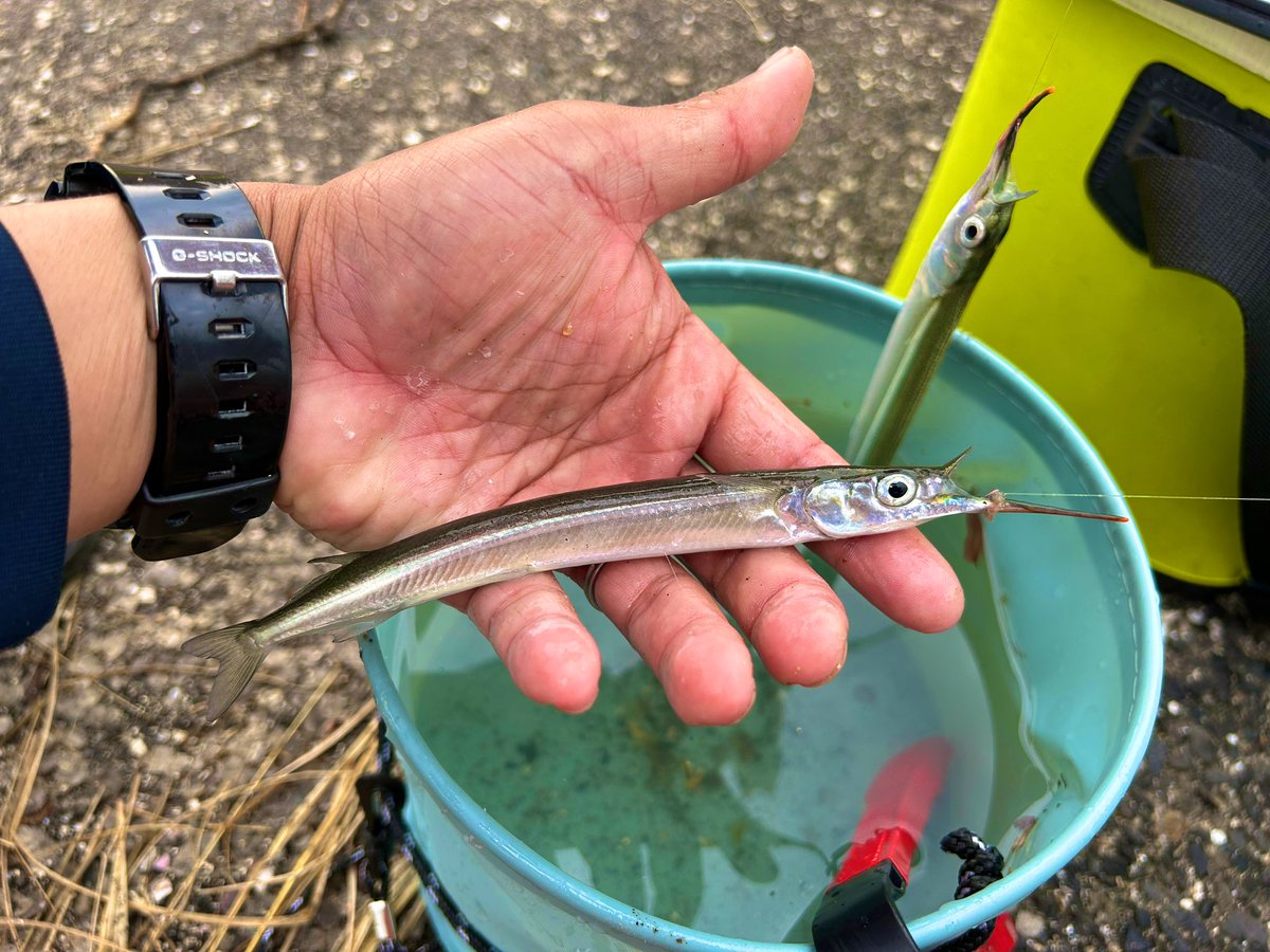 chillkimi's tweet photo. 少し前ですが、はんぺんを食べながらサヨリ釣りを楽しんできました!よく釣れた餌は石ゴカイでした……。#バトゥータ #トラセン #brecol https://t.co/4KSKhfIZ4E
