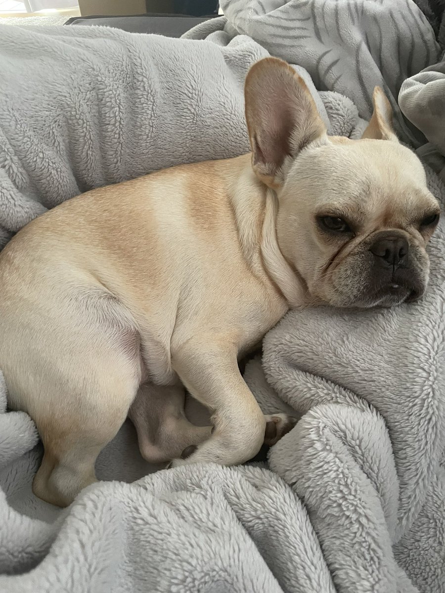 eke_big's tweet photo. 今朝の犬（ちょっとふてぶてしいかんじ） https://t.co/W676y1FpcV