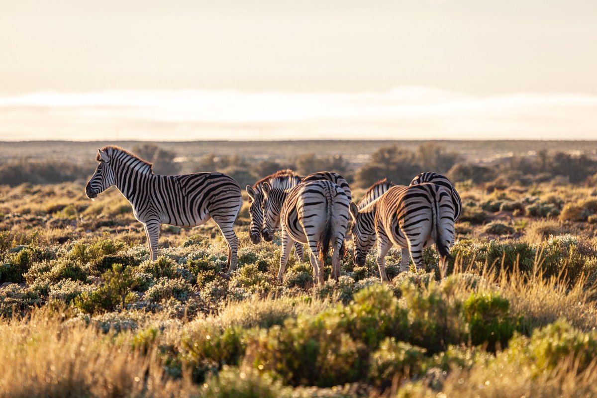 To witness that calm rhythm of life revives our worn souls and recaptures a feeling of belonging to the natural world. 
— George Schaller

inverdoorn.com #CapeTownSafari