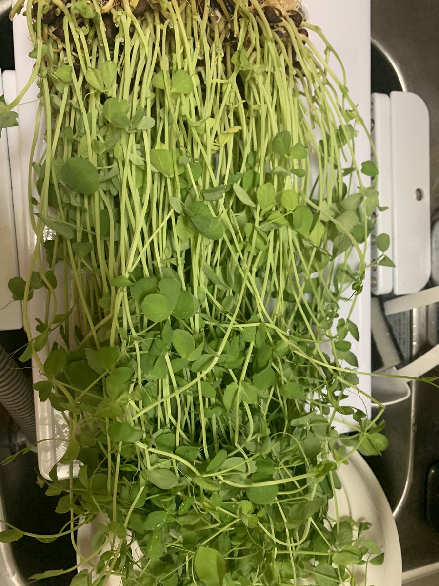 豆苗的生命力好强啊 两个星期能长这么高