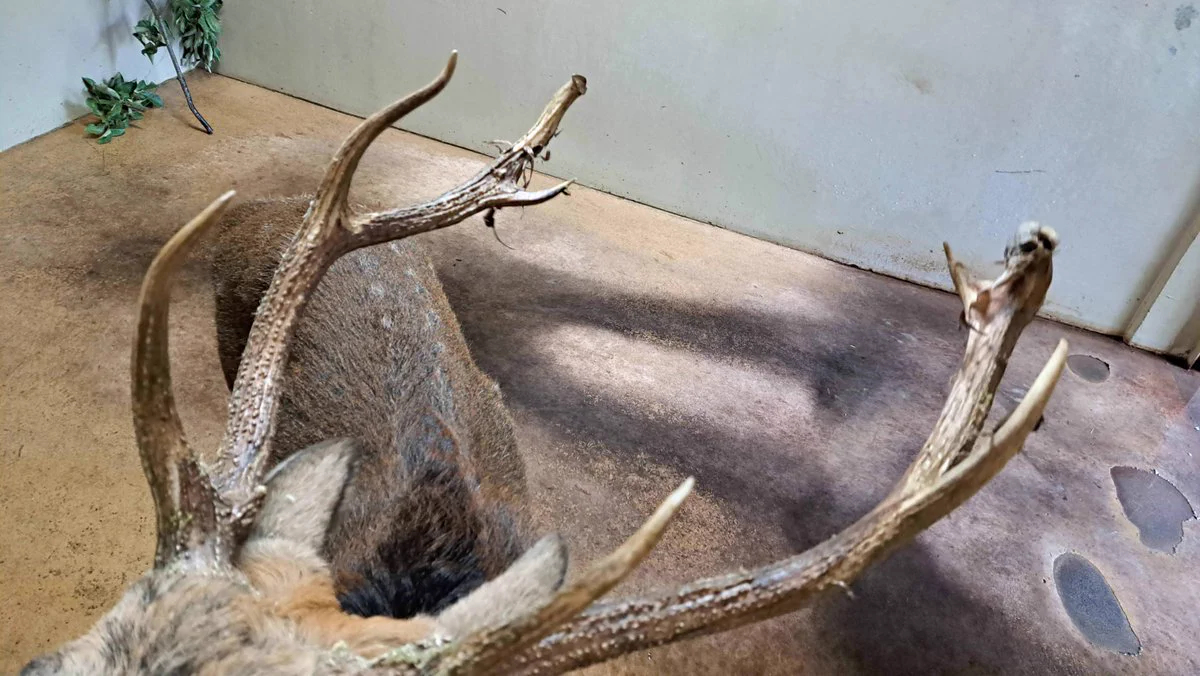 上野動物園［公式］ on X: 