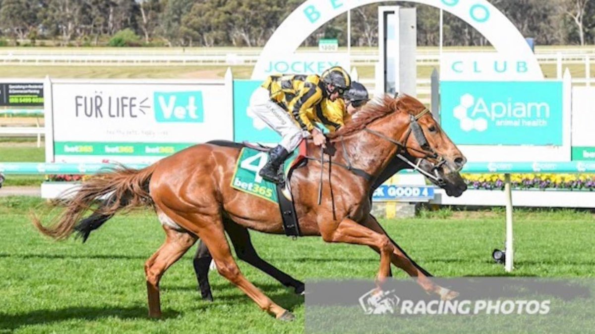 saabhasan's tweet photo. Congratulations to the owners of TRIUMPHANTLY on his win in Rc 7 at Bendigo today. Me and my stable have endured a tough 6 months and we appreciate all of the loyal owners that have stuck with us. Also a huge thanks to John Keating who has helped me during my most difficult times https://t.co/RqwvQHVtIZ