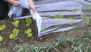 theviotmartial's tweet image. Voici quelques précautions à prendre maintenant dans votre #potager pour le préparer à l'#hiver (une véranda ou une #serre sont bien utiles😀!): youtube.com/watch?v=9hlnDL…